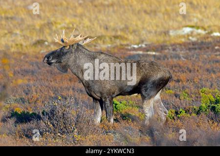 Alce/alci (Alces alces), toro adulto/maschio che si forgia sulla tundra in autunno/autunno, Svezia, Scandinavia Foto Stock
