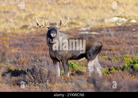 Alce/alci (Alces alces), toro adulto/maschio che si forgia sulla tundra in autunno/autunno, Svezia, Scandinavia Foto Stock