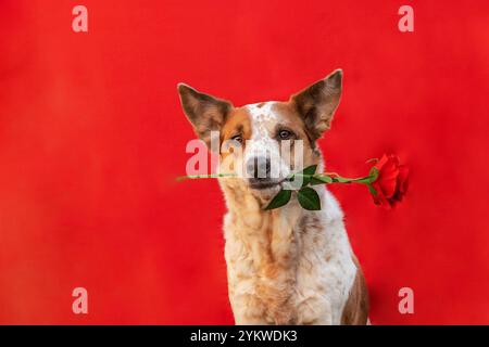 Il cane di Valentine Foto Stock