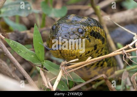 Anaconda gialla (Eunectes notaeus), nota anche come anaconda del Paraguay o anaconda meridionale, boa (Boidae), ritratto di animali, Pantanal, entroterra, Wetland, ONU Foto Stock