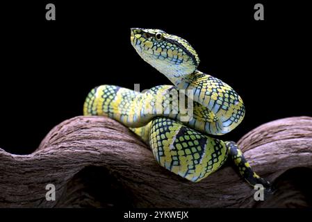 vipera del tempio in un ramo d'albero Foto Stock