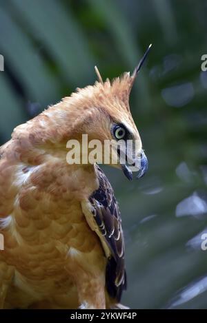 Foto ravvicinata di un'aquila falco mutevole Foto Stock