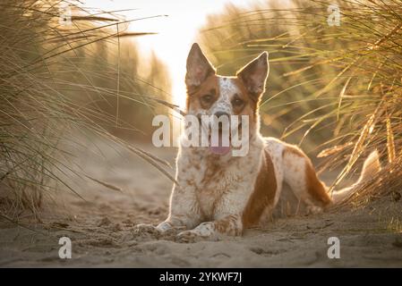 Cane della spiaggia Foto Stock