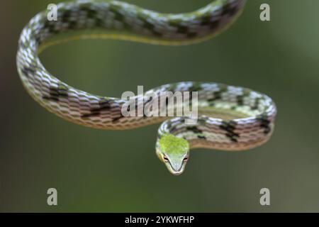 Primo piano foto di serpente di vite asiatico sull'albero filiale Foto Stock