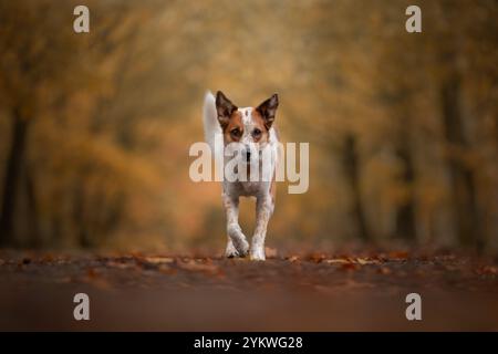 Cane in autunno Foto Stock