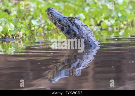 Caimano spettrale (Caiman Crocodilus yacara), coccodrillo (Alligatoridae), coccodrillo (Crocodylia), solleva la testa, ritratto di animali, riflessione, Pantanal, dentro Foto Stock