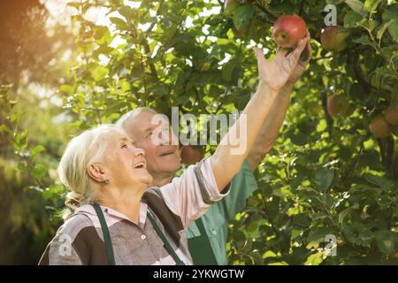 Persone sorridenti e che raccolgono mele. Felice vecchia coppia. Dai semi alla frutta Foto Stock