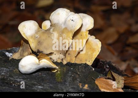 Gruppo di funghi laetiporus sulfureus che crescono su legno in decomposizione con sfondo fogliame autunnale Foto Stock