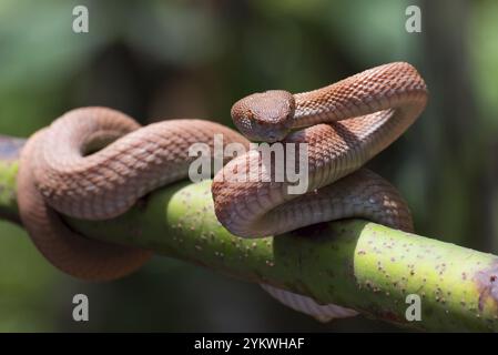 Vipera di buca di mangrovia avvolta intorno ad un ramo dell'albero Foto Stock