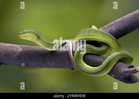 la fossa di Sunda minore (Trimeresurus insularis) si avvolge su un ramo d'albero Foto Stock