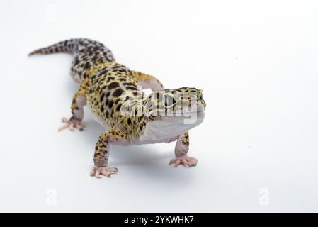 Gecko leopardo su sfondo bianco Foto Stock