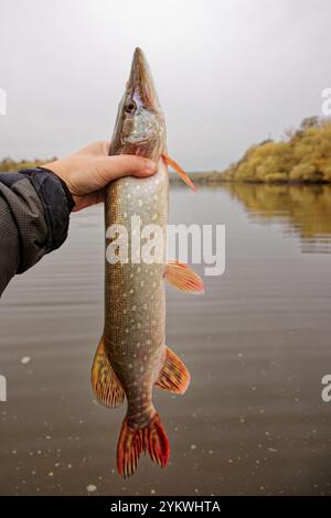 Il luccio del nord in Fisherman's mano Foto Stock