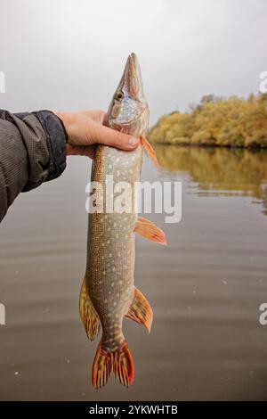 Il luccio del nord in Fisherman's mano Foto Stock