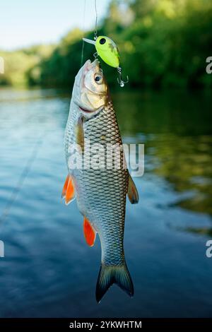 Chub ha preso l'adescamento di plastica verde Foto Stock