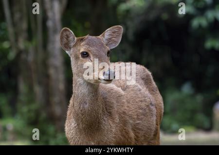 Foto ravvicinate di cervi sambar femminili Foto Stock