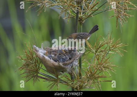 Striato Fantail Warbler dà da mangiare ai loro pulcini Foto Stock