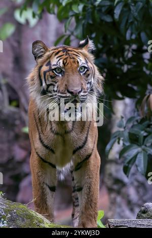 Foto ravvicinata di una tigre di sumatra Foto Stock