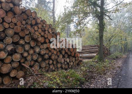 Tronchi di alberi appena tagliati impilati in alto da una strada forestale, evidenziando la deforestazione Foto Stock