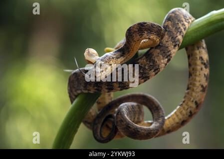 Slug mangiare serpente con la sua preda Foto Stock