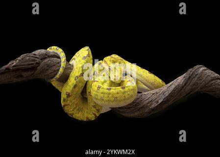 Albero verde Phyton Foto Stock