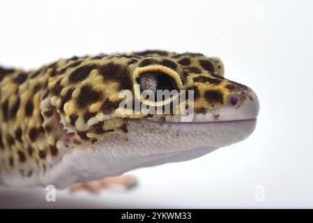 Gecko leopardo su sfondo bianco Foto Stock