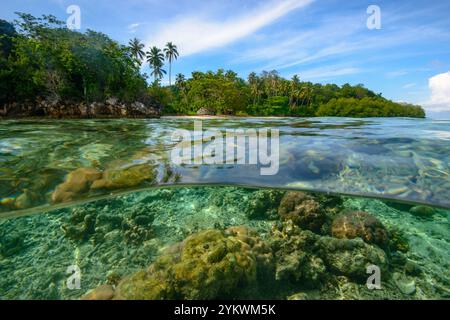 bordo mangrovie raja ampat Foto Stock