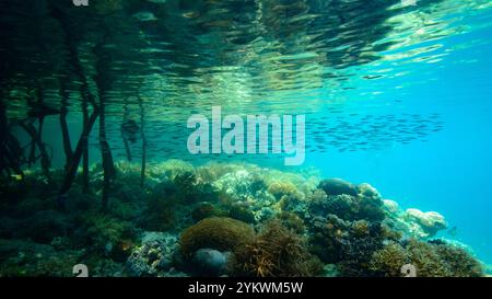 bordo mangrovie raja ampat Foto Stock