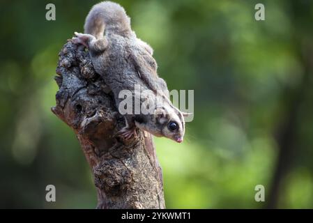 Scivoli da zucchero (Petaurus breviceps) sul ramo dell'albero Foto Stock
