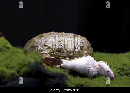 Rana toro africana che mangia un topo come sua preda Foto Stock