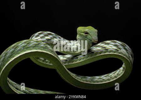 Foto ravvicinata di serpente di vite asiatico su sfondo nero Foto Stock