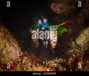 gamberi peacock mantis raja ampat Foto Stock