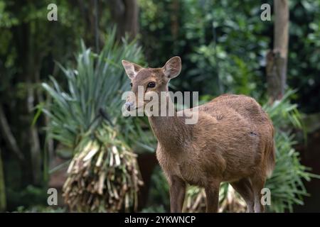 Foto ravvicinate di cervi sambar femminili Foto Stock