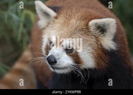 Belle immagini di un panda rosso Foto Stock