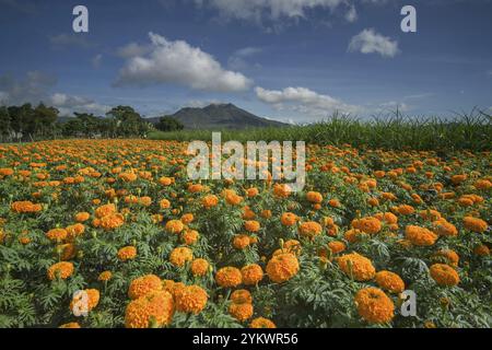 Splendida vista sulla valle del pinggan Foto Stock