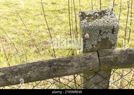 La lumaca si sta facendo strada su un palo di recinzione in legno intempato ricoperto di licheni in un campo erboso Foto Stock