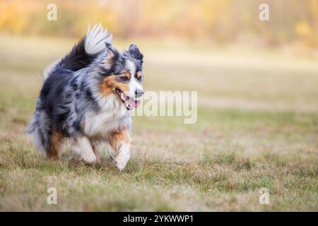 Un bellissimo cane da pastore australiano con un cappotto blu merle che corre gioiosamente su un campo erboso durante l'autunno. Foto Stock