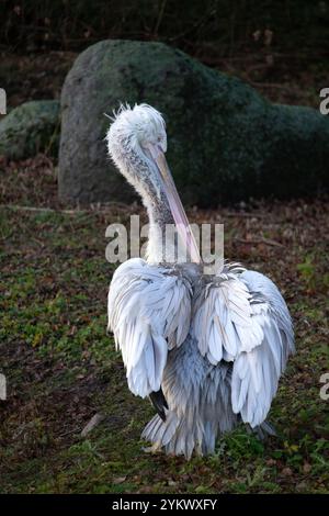 Il pellicano dalmata, Pelecanus crispus, è il membro più massiccio della famiglia pelicana. Un grande pelicano bianco si staglia Foto Stock