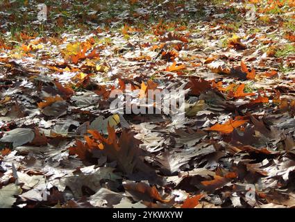 prato nel parco cosparso di foglie di quercia secca di rame alla luce soffusa del sole, foglie cadute sul terreno bellissimo colore marrone dorato Foto Stock