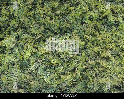 rami verdi come elemento di arredo floreale, sfondo verde naturale con scatti di piante full frame, texture vegetale artificiale Foto Stock