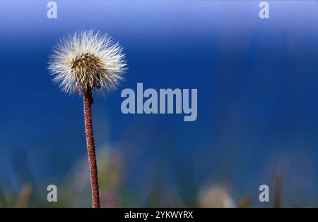 Dente di leone soffiato su sfondo blu, all'aperto. Fase comune alla fine Foto Stock