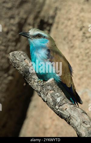 Racket-tailed rullo Foto Stock