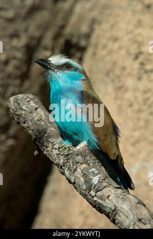 Racket-tailed rullo Foto Stock