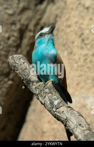 Racket-tailed rullo Foto Stock