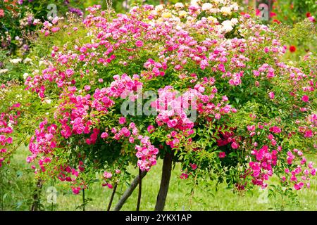 Rosa standard decorativa con stelo rosa in giardino Foto Stock