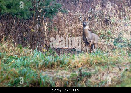 Giovane adulto di razza bianca (Odocoileusvirginianus) in piedi accanto al bosco, orizzontale Foto Stock