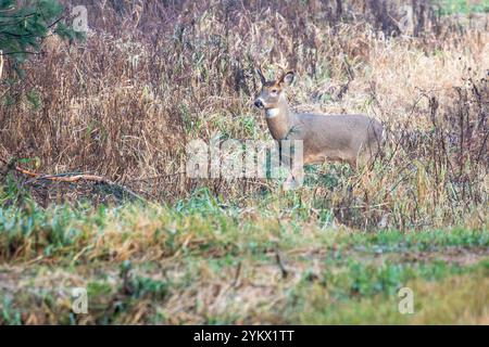 Giovane adulto di razza bianca (Odocoileusvirginianus) in piedi accanto al bosco, orizzontale Foto Stock