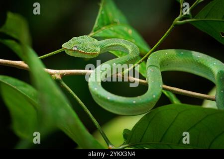 la vipera verde con le chiglie Borneane o viper del tempio delle Filippine del Nord Tropidolaemus subannulatus è un serpente nativo del Brunei, dell'Indonesia, della Malesia e del Foto Stock