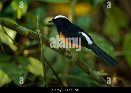 Shama Copsychus stricklandii, uccello passerino coronato bianco in Muscicapidae, endemico del Borneo, lo shama Maratua era precedentemente trattato come sottospecie, closel Foto Stock