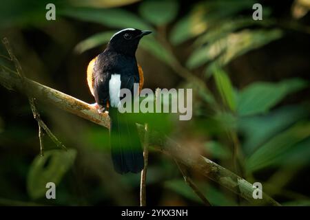 Shama Copsychus stricklandii, uccello passerino coronato bianco in Muscicapidae, endemico del Borneo, lo shama Maratua era precedentemente trattato come sottospecie, closel Foto Stock