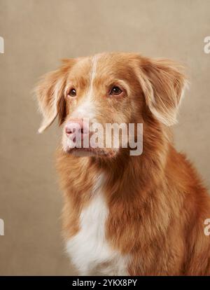 Un Tolling Retriever della Nova Scotia Duck pone un colpo alla testa su uno sfondo beige. La morbida pelliccia dorata e l'espressione delicata del cane irradiano calma e calore Foto Stock